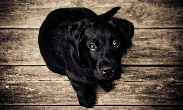 Puppy Love – Pet Emergency Preparation